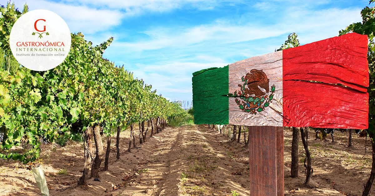 Conoce apasionante mundo del vino mexicano