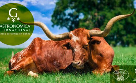 ¿Vacas lecheras o para carne? o ¿Sus razas en el mundo? Aquí te platicamos…