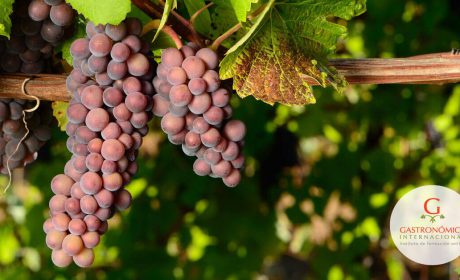 Pinot Gris: Un inesperado maridaje con México