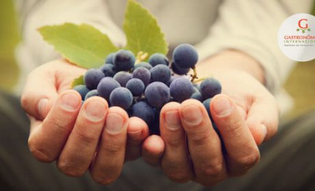 Pinot Noir, sensualidad y locura